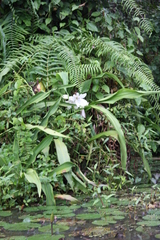 Crinum jagus