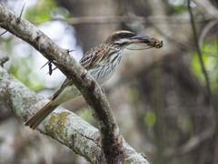 Myiodynastes maculatus