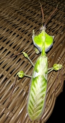 Idolomantis diabolica