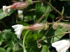 Silene latifolia