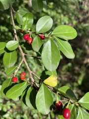 Erythroxylum brevipes