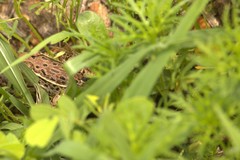 Lithobates forreri