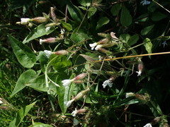 Silene latifolia