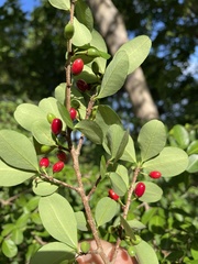 Erythroxylum brevipes