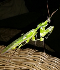 Idolomantis diabolica