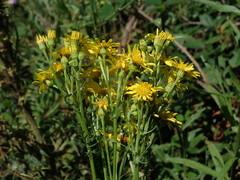 Jacobaea vulgaris