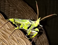 Idolomantis diabolica