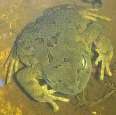 Sclerophrys garmani