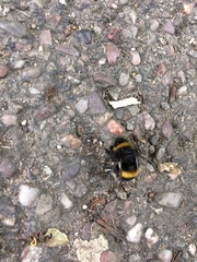 Bombus