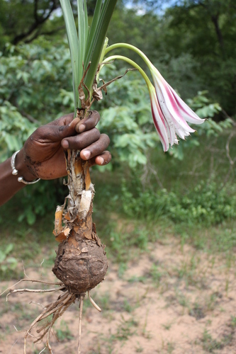 Crinum ornatum