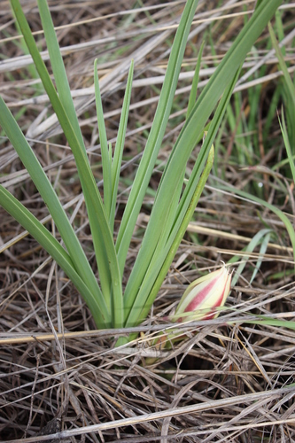 Crinum ornatum image