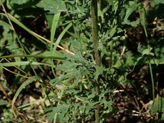 Jacobaea vulgaris
