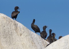 Phalacrocorax neglectus