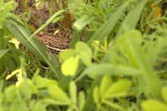 Lithobates forreri