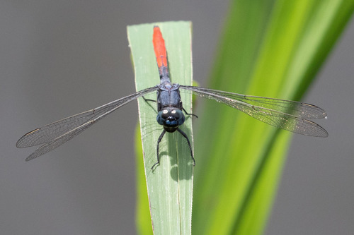 Greater Peppertail