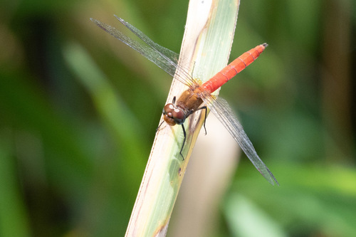 Fiery Darter