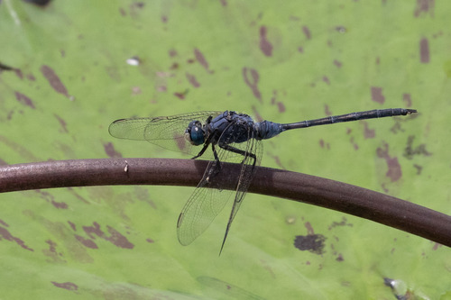 Long Skimmer