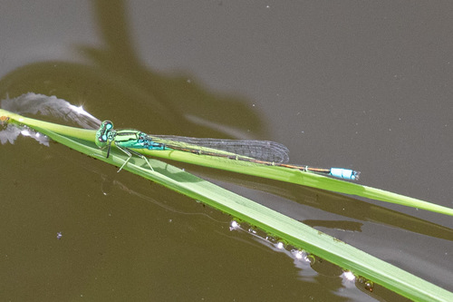 Bluetail Sprite