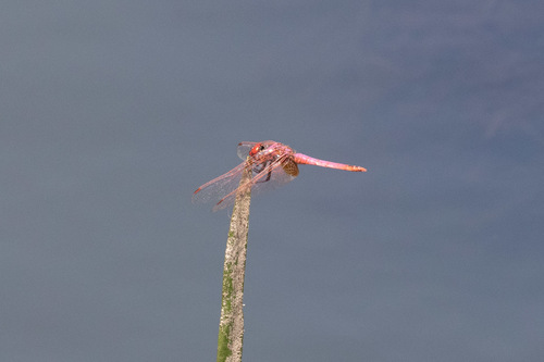 Violet Dropwing