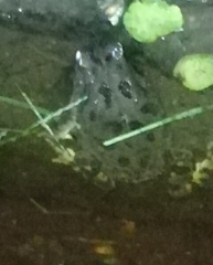 Sclerophrys garmani