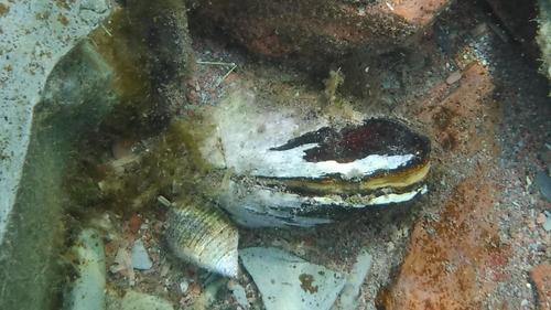 Northern Horse Mussel