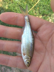 Alburnoides bipunctatus