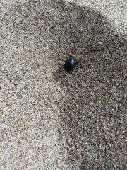 Erodius siculus