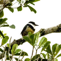 Notharchus swainsoni