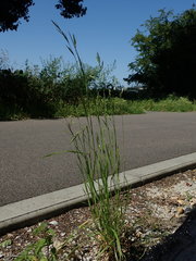 Bromus catharticus