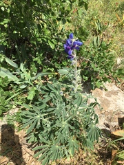 Lupinus pilosus