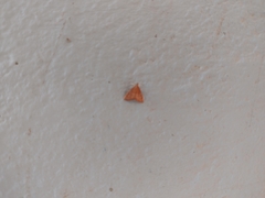 Pyrausta pseudonythesalis