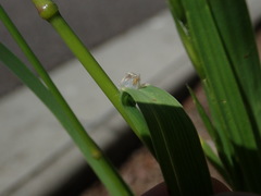 Bromus catharticus