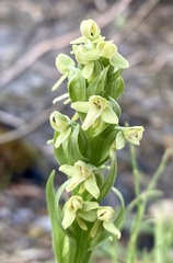 Platanthera huronensis