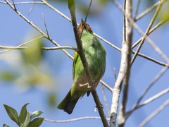 Tangara gyrola
