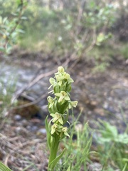 Platanthera huronensis