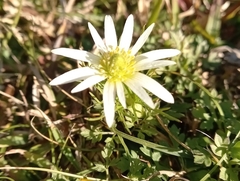Anemone decapetala