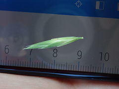 Bromus catharticus