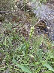 Platanthera huronensis
