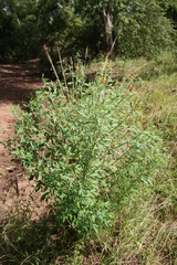 Crotalaria cylindrocarpa