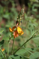 Crotalaria cylindrocarpa