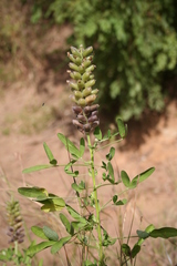 Crotalaria cylindrocarpa