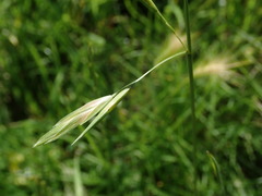 Bromus catharticus