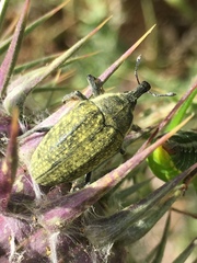 Larinus latus