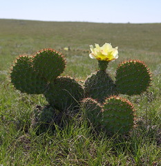 Opuntia polyacantha polyacantha