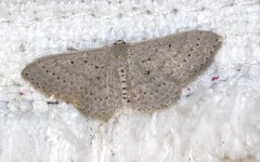 Scopula sublinearia