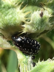 Oxythyrea noemi