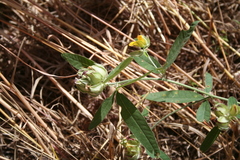 Crotalaria macrocalyx