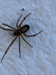 Steatoda nobilis