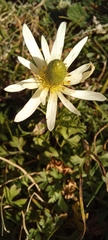 Anemone decapetala