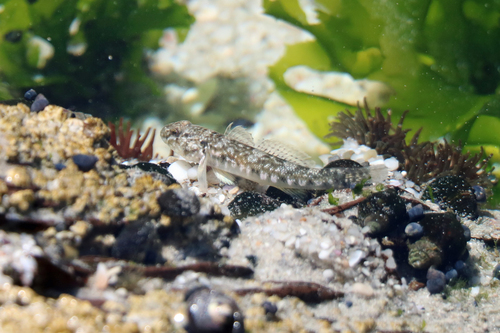 Barehead goby (Caffrogobius nudiceps) — Gobiidae — 5